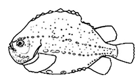 Familia Cyclopteridae.jpg